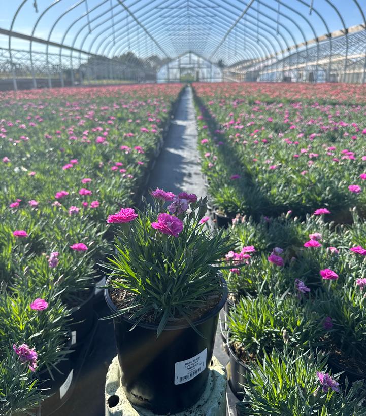 Dianthus x Everlast™ - Orchid