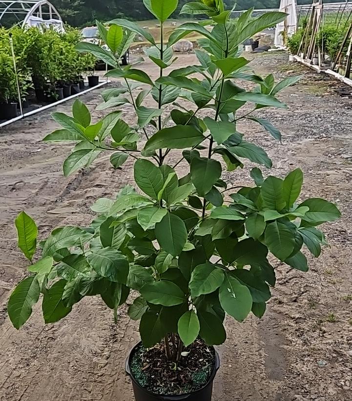 Chionanthus virginicus 