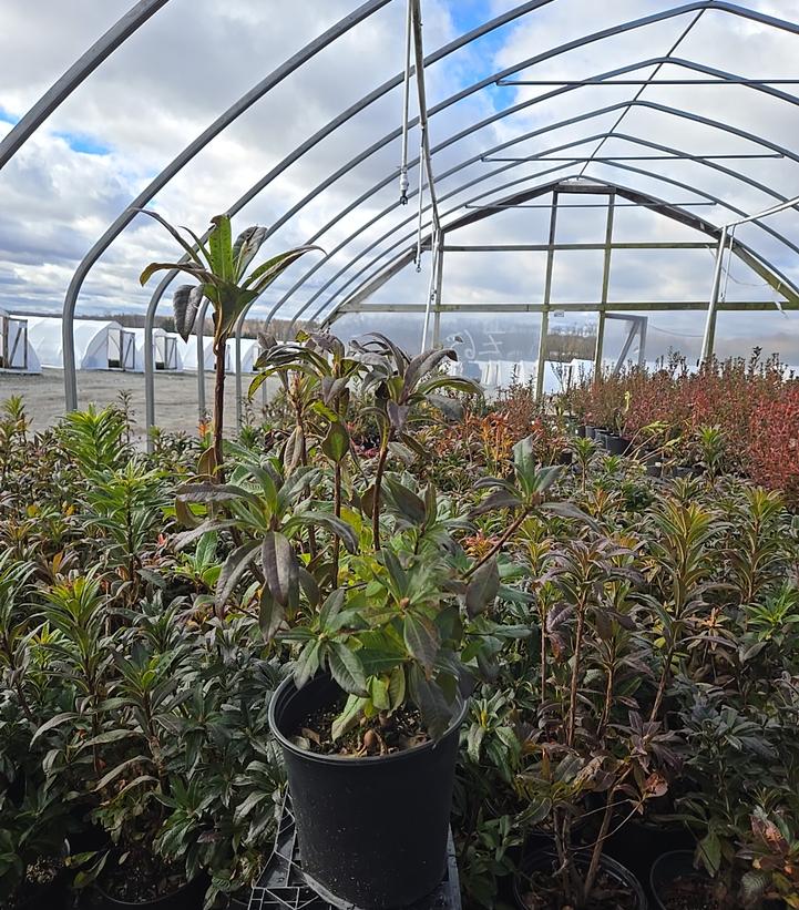 Azalea x 'Red Demon'