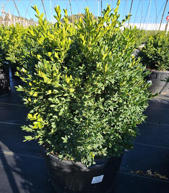 Buxus microphylla var. japonica Green Velvet