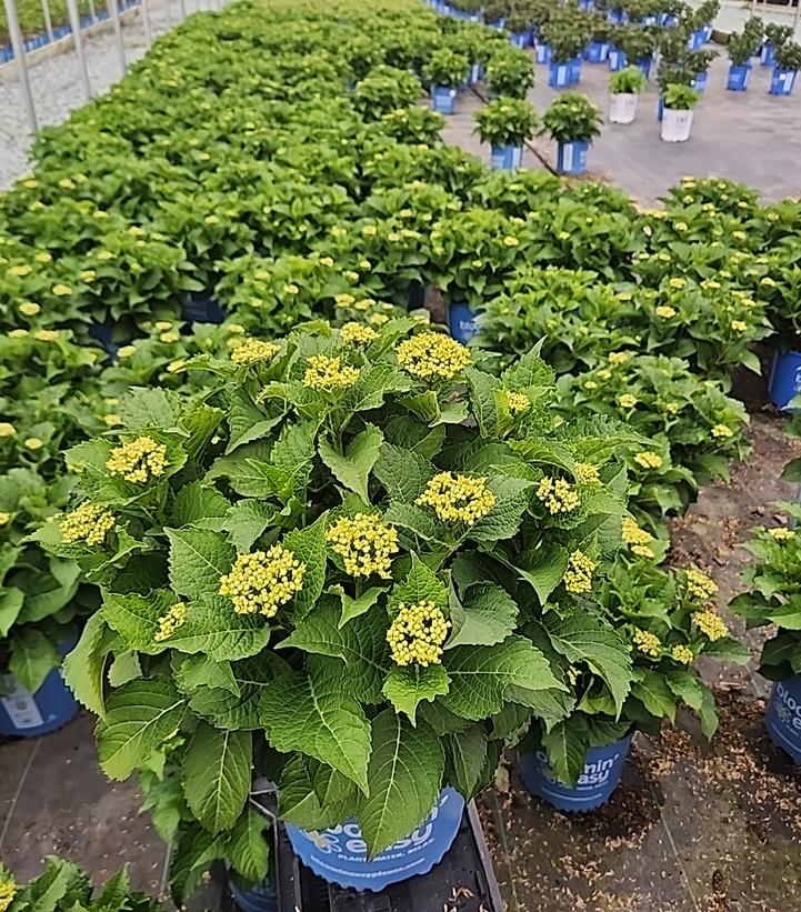 Hydrangea macrophylla Frill Ride®