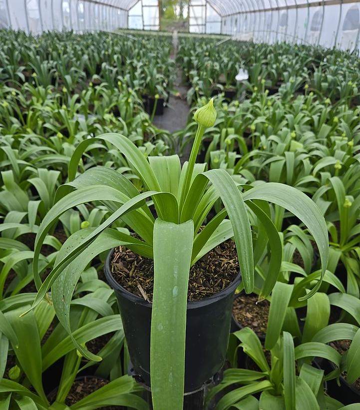 Allium x 'Pinball Wizard'
