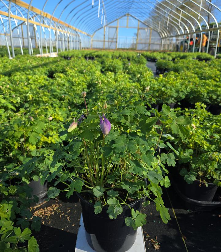 Aquilegia x Earlybird™ Purple Blue
