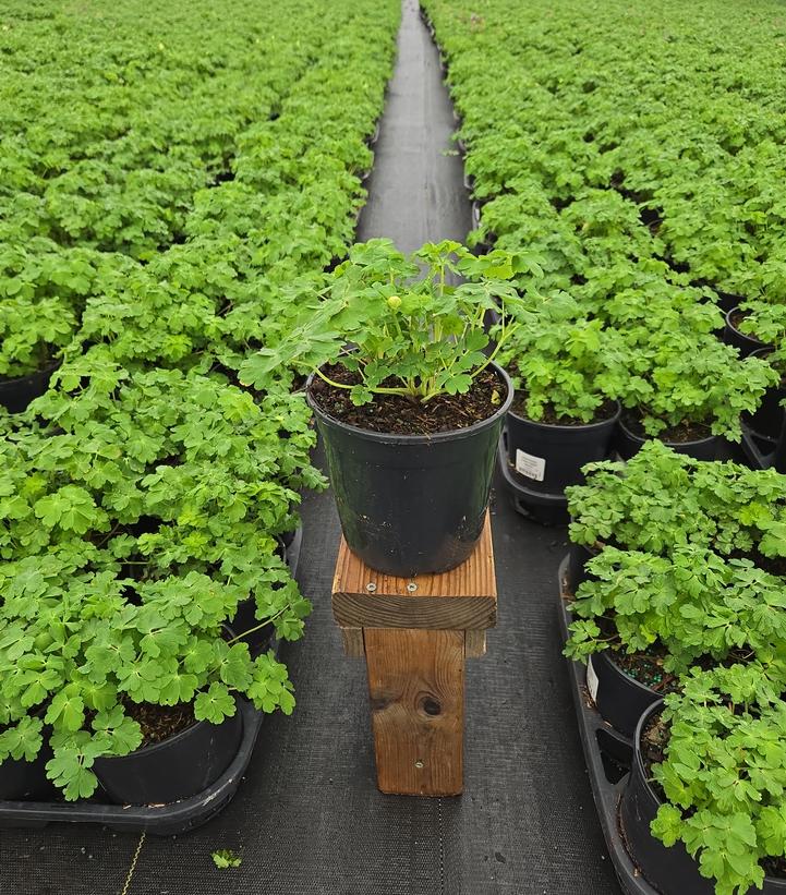 Aquilegia x Earlybird™ White