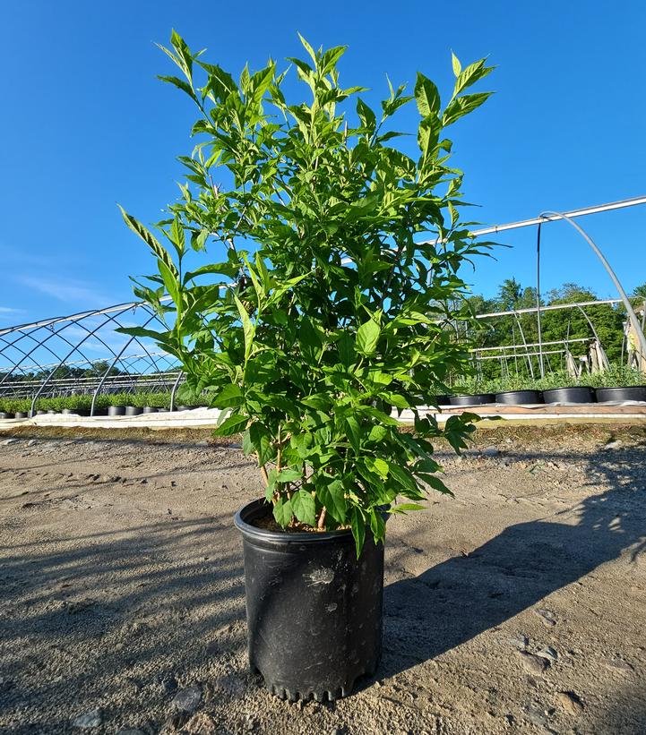 Callicarpa Plump & Plentiful™ 'Snow Star'