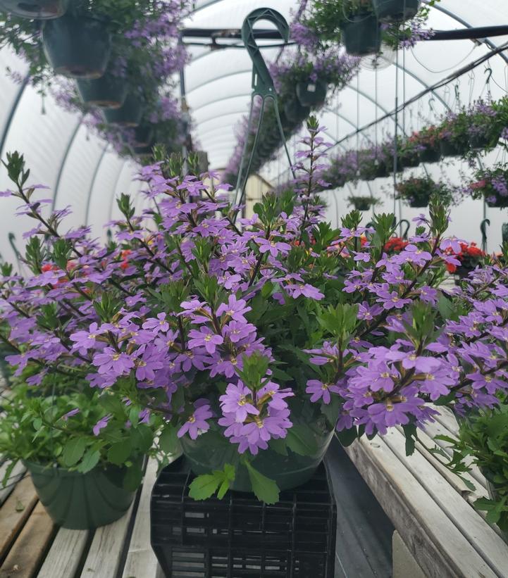 Scaevola Scampi Blue