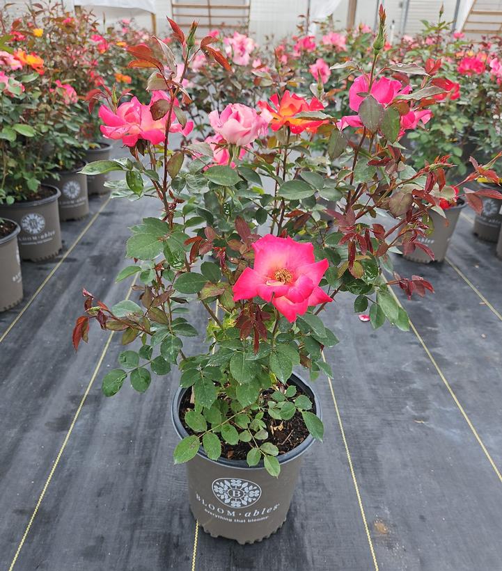 Rosa Sunset Horizon
