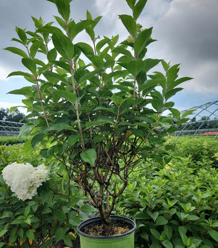 Hydrangea paniculata Magical® Ruby Snow