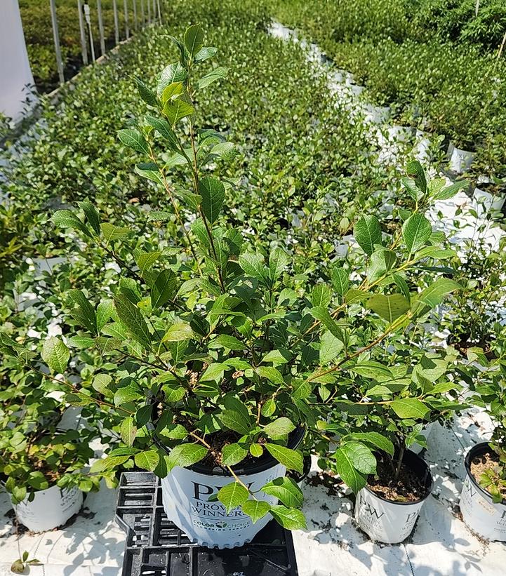Ilex verticillata Mr. Poppins®