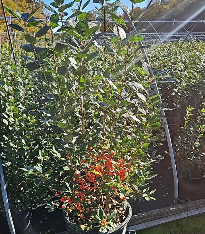 Ilex verticillata Magical® Showtime