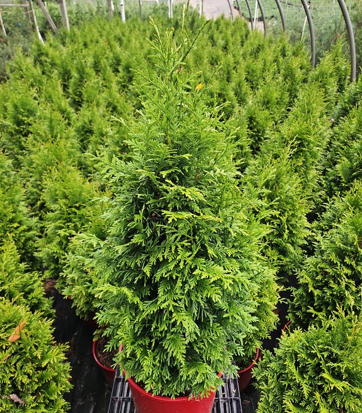 Thuja x plicata 'Junior Giant'