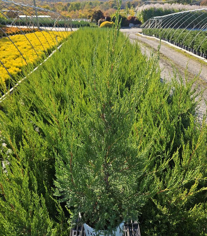 Juniperus chinensis Gin Fizz®