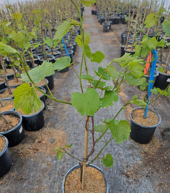 Vitis x Frontenac™