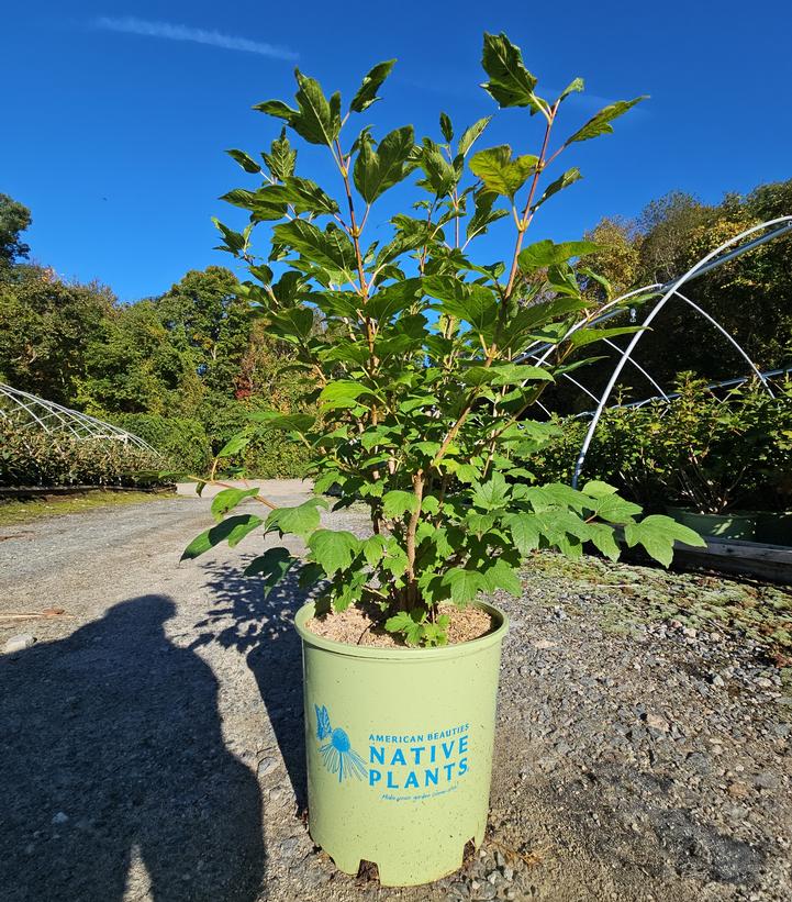 Viburnum trilobum 'Wentworth'