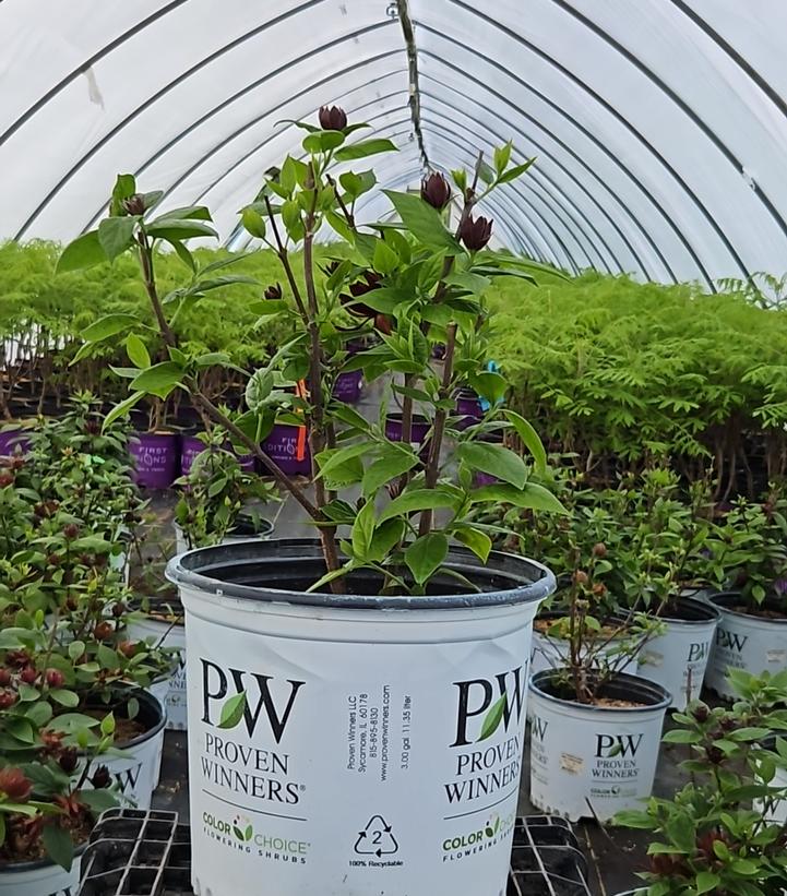 Calycanthus x Simply Scentsational®