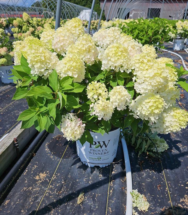Hydrangea paniculata Fire Light Tidbit®