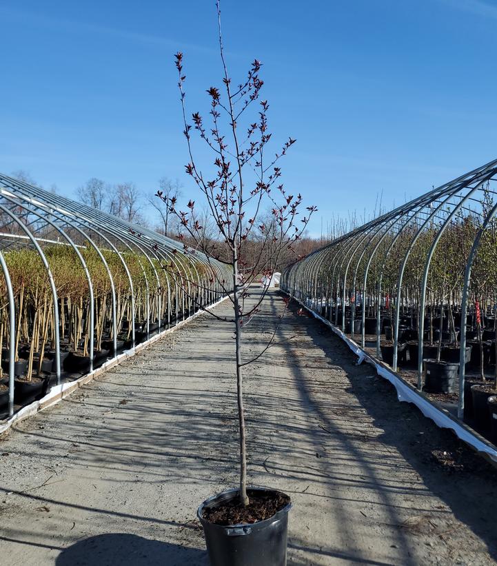 Malus 'Perfect Purple'