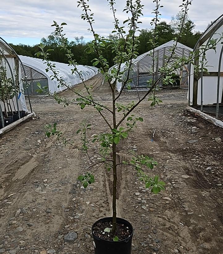 Malus domestica Triumph™