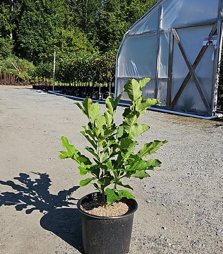 Magnolia liliflora 'Ann'