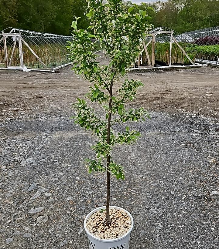 Malus sp. Sweet Sugar Tyme®