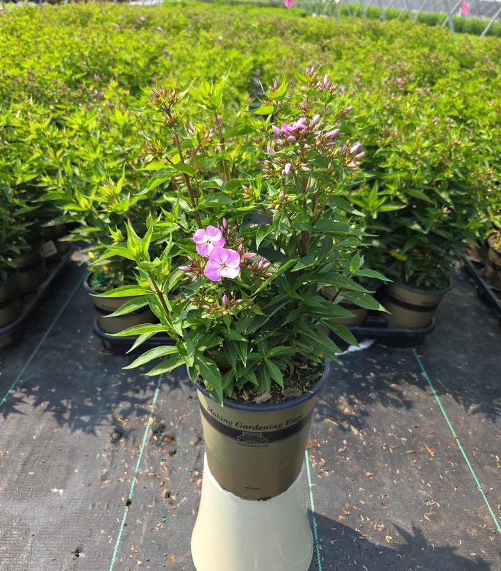 Phlox Volcano® Plum with White Eye