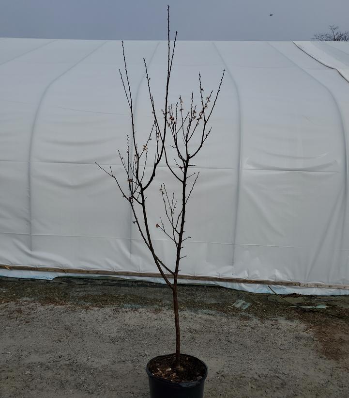 Prunus armeniaca 'Goldstrike'