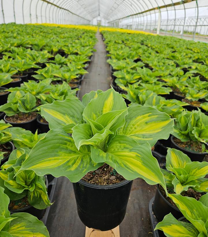 Hosta 'Lakeside Paisley Print'