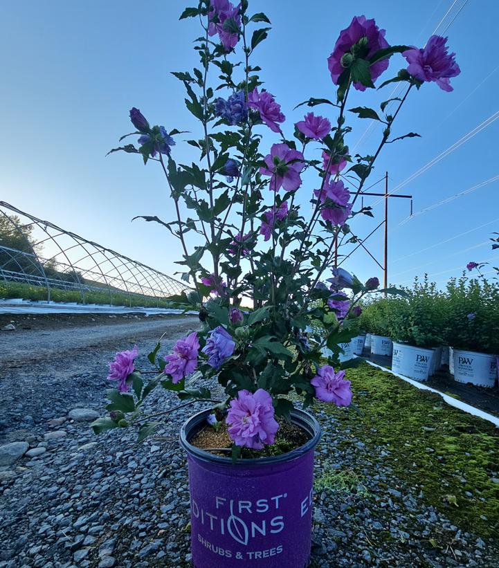 Hibiscus syriacus French Cabaret™ Purple