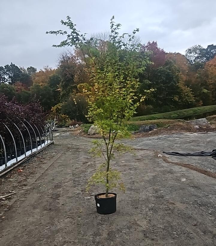 Acer palmatum 'Sango Kaku'