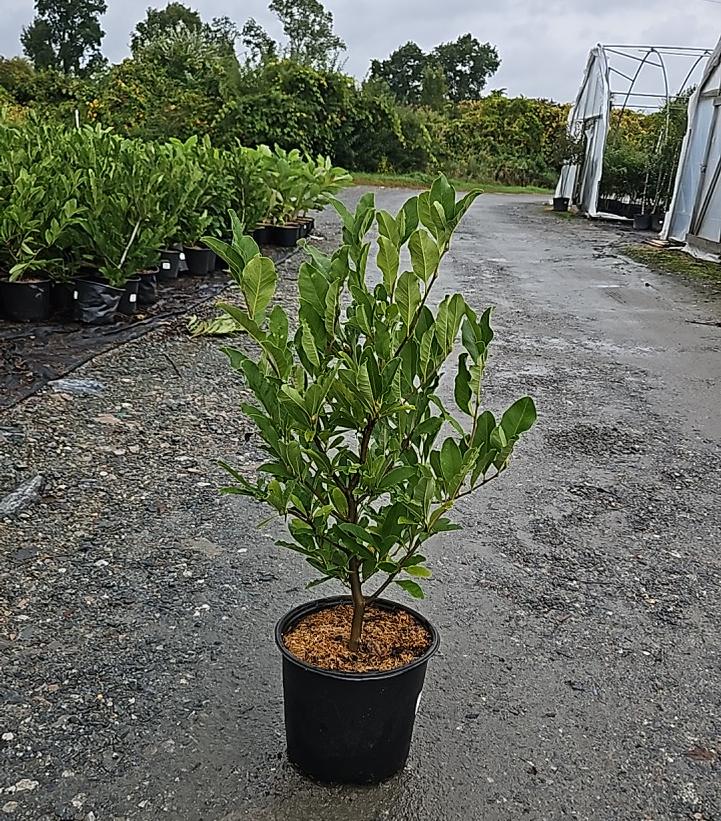 Magnolia stellata 'Royal Star'