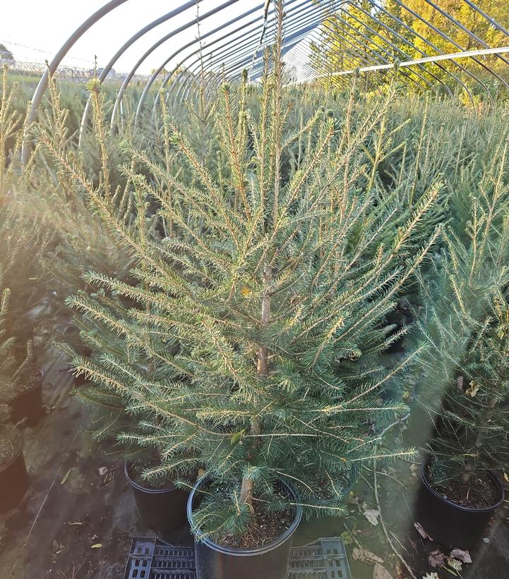 Picea abies
