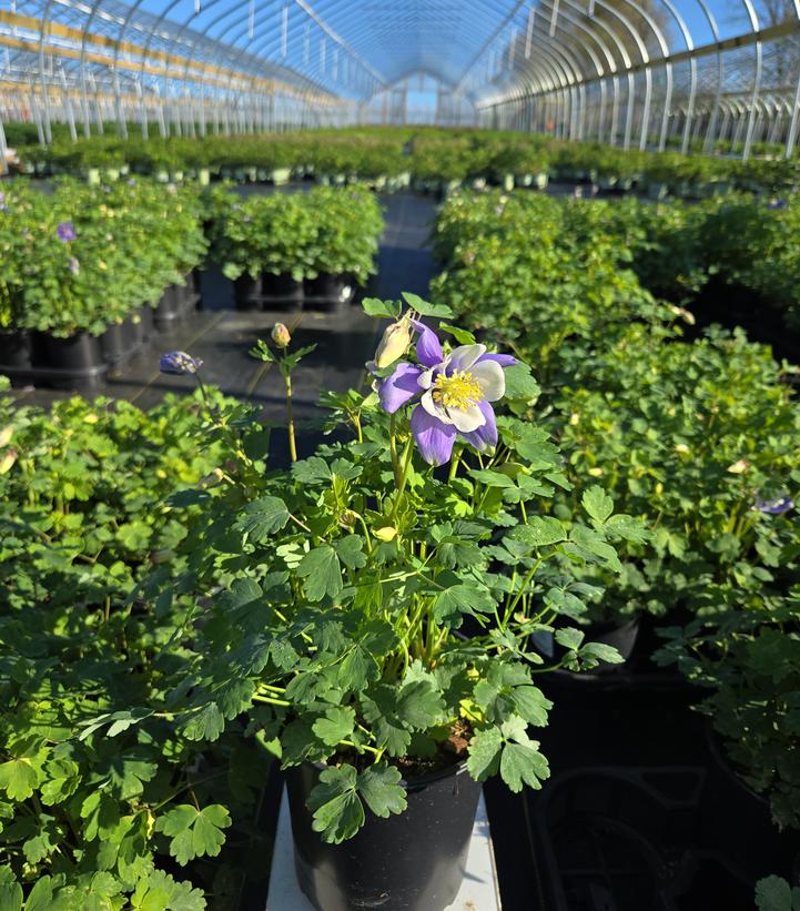 Aquilegia x Earlybird™ Blue White