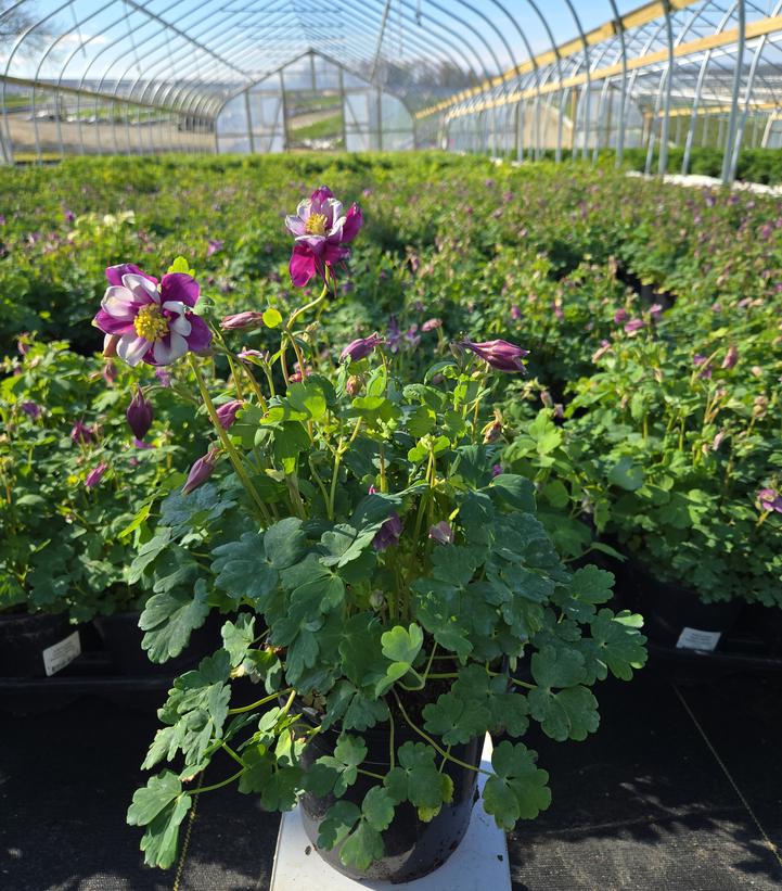 Aquilegia x Earlybird™ Purple White