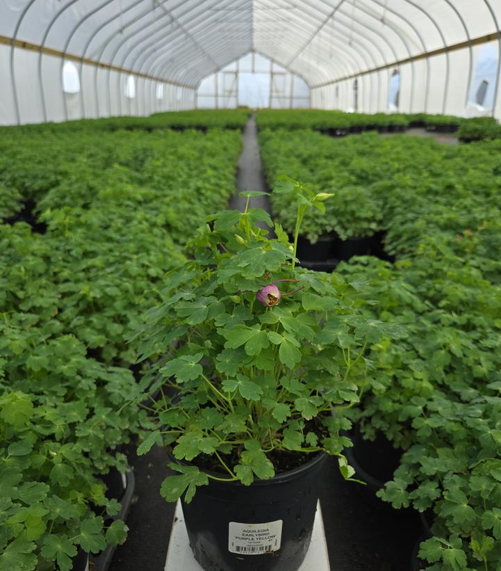 Aquilegia x Earlybird™ Purple Yellow