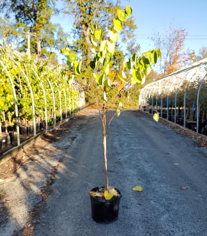 Cercis canadensis Northern Herald®