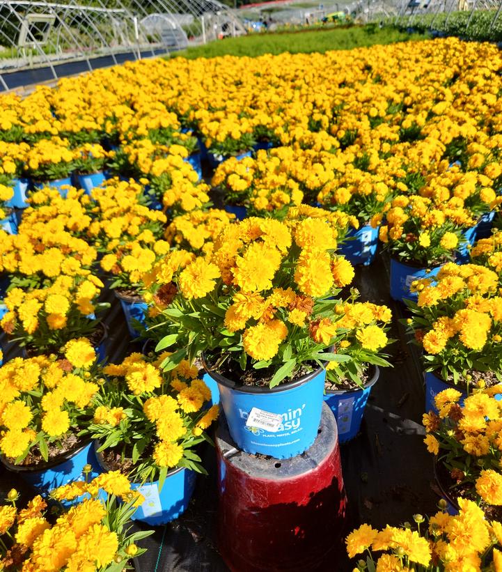 Coreopsis x Solanna™ Golden Sphere