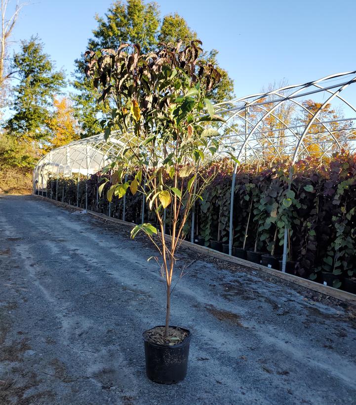 Cornus florida Ragin' Red™