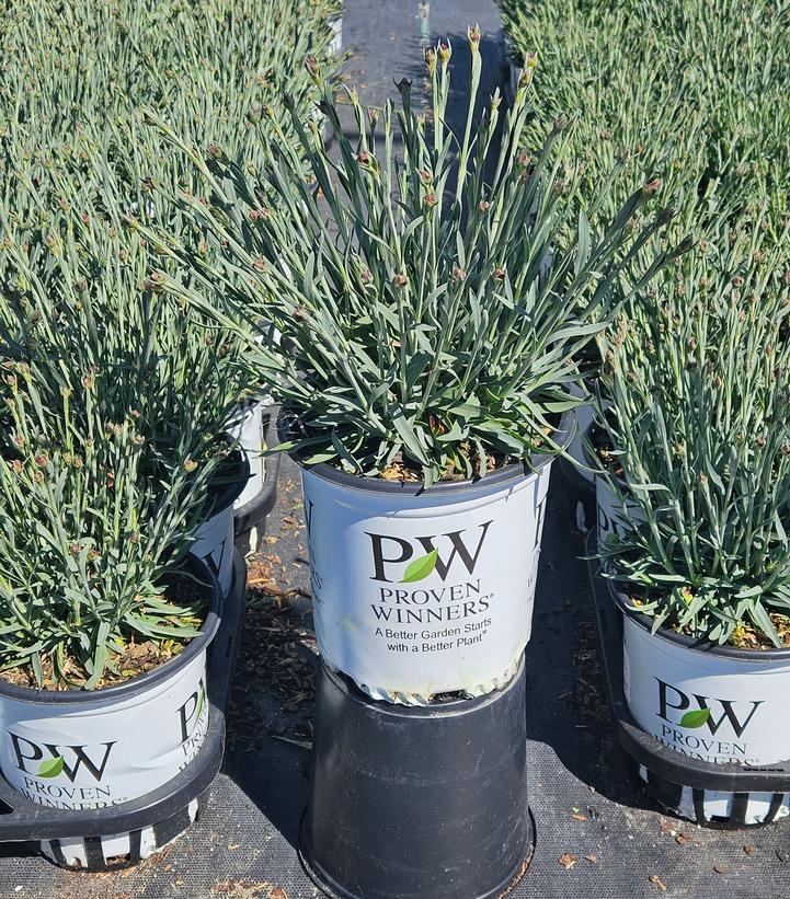 Dianthus x Fruit Punch® Funky Fuchsia