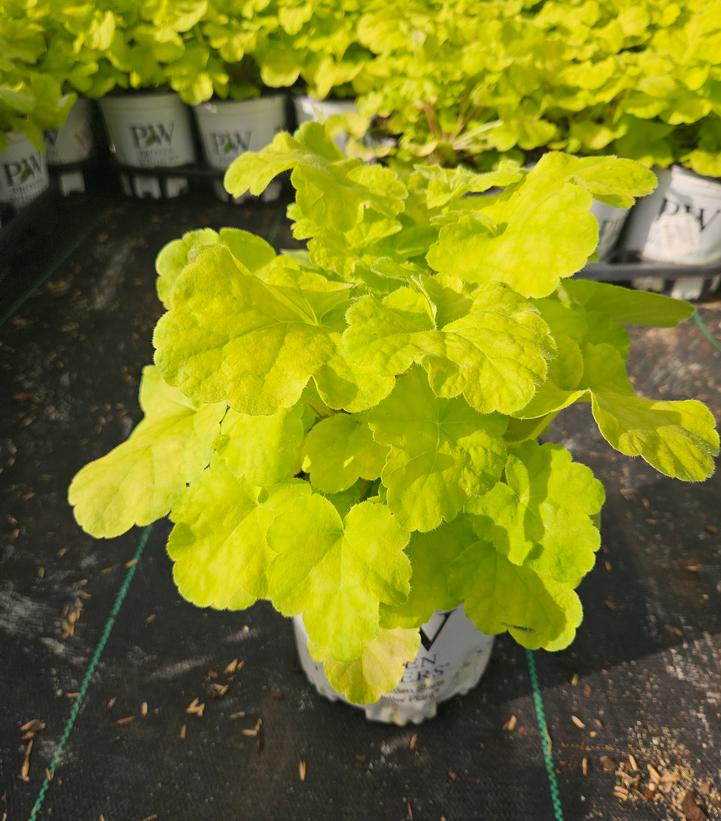 Heuchera Primo® Pistachio Ambrosia