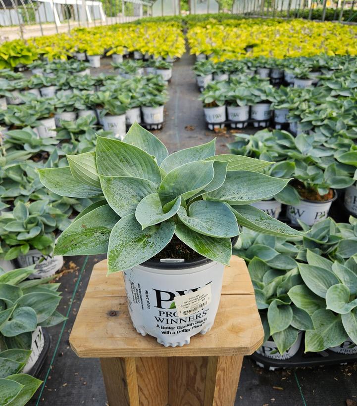 Hosta hybrid Shadowland® 'Above the Clouds'