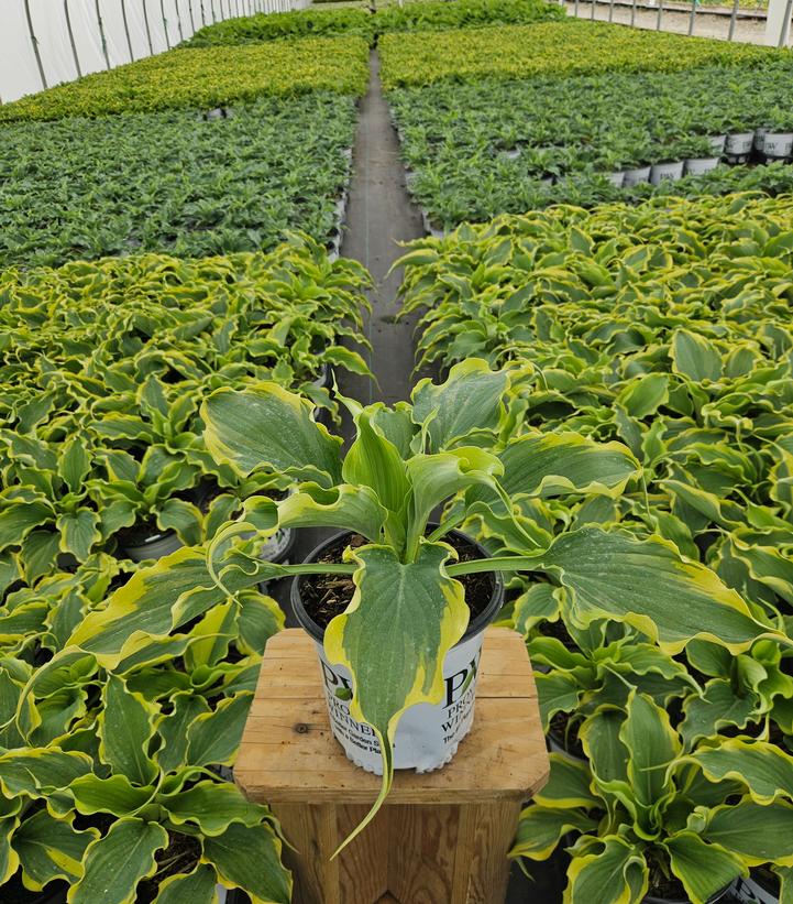 Hosta Shadowland® 'Voices in the Wind'