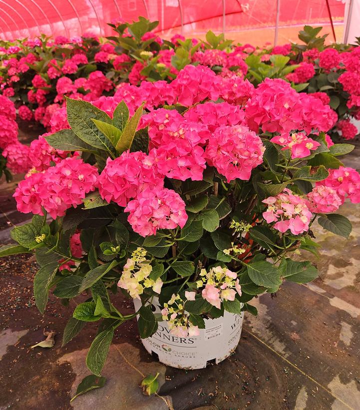 Hydrangea macrophylla Wee Bit Giddy®