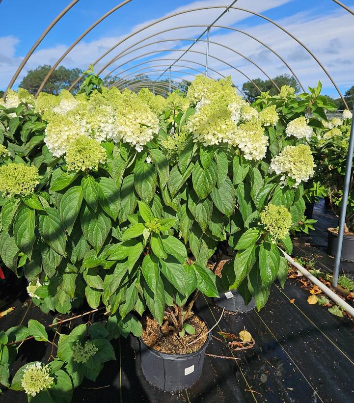 Hydrangea paniculata Love-A-Lot™ Pink