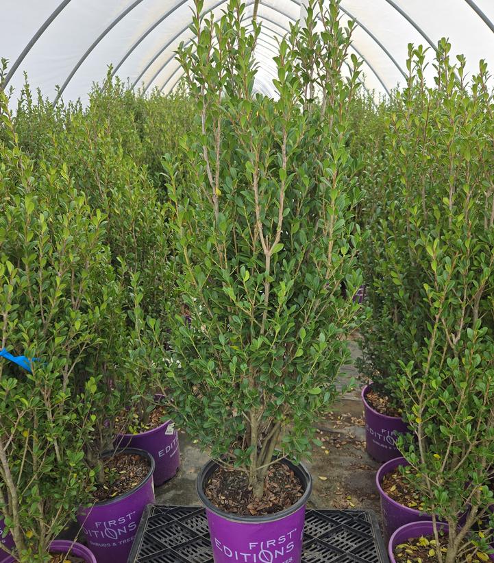 Ilex crenata Chubby Hubby™