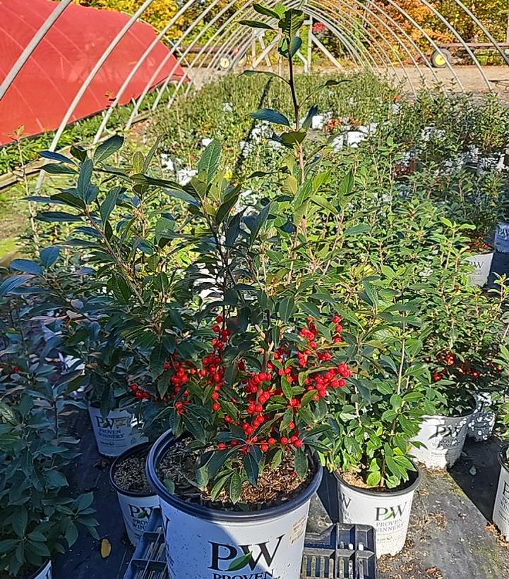 Ilex verticillata Berry Poppins®
