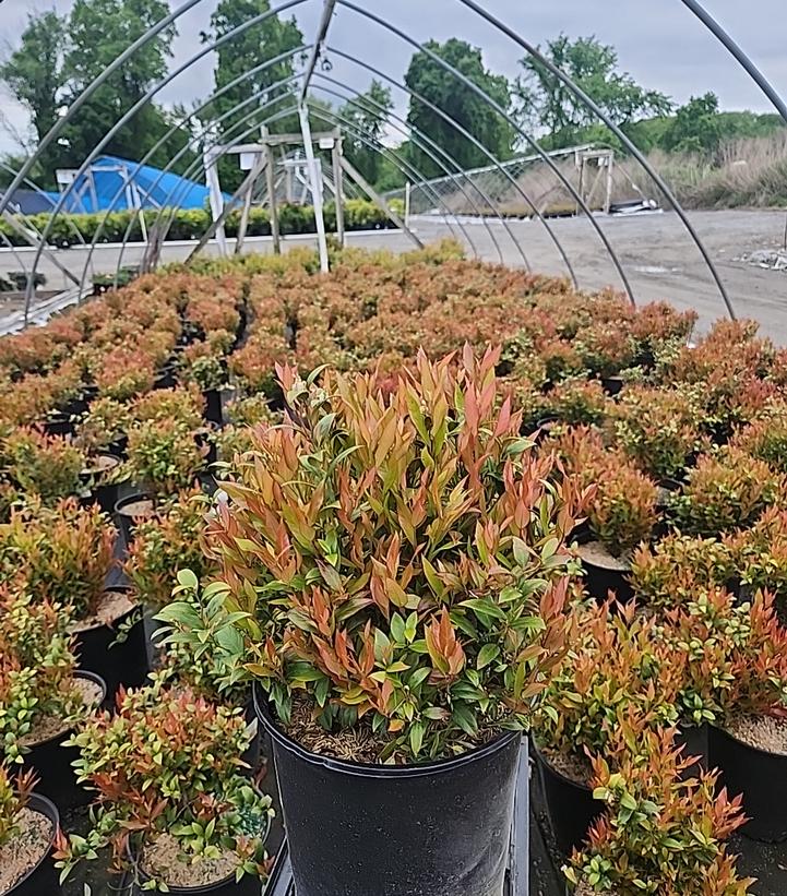 Leucothoe fontanesiana Leafscape™ 'Little Flames'
