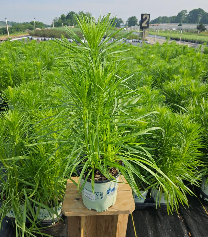 Liatris spicata 'Alba'