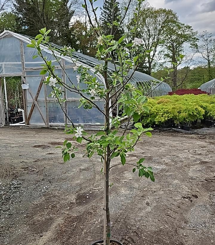 Malus 'Winesap'