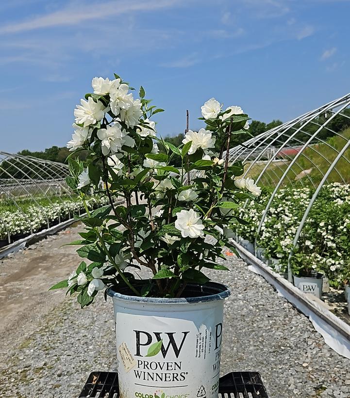 Philadelphus coronarius Illuminati Arch®