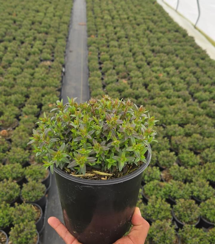 Phlox x 'Woodlander Pink'